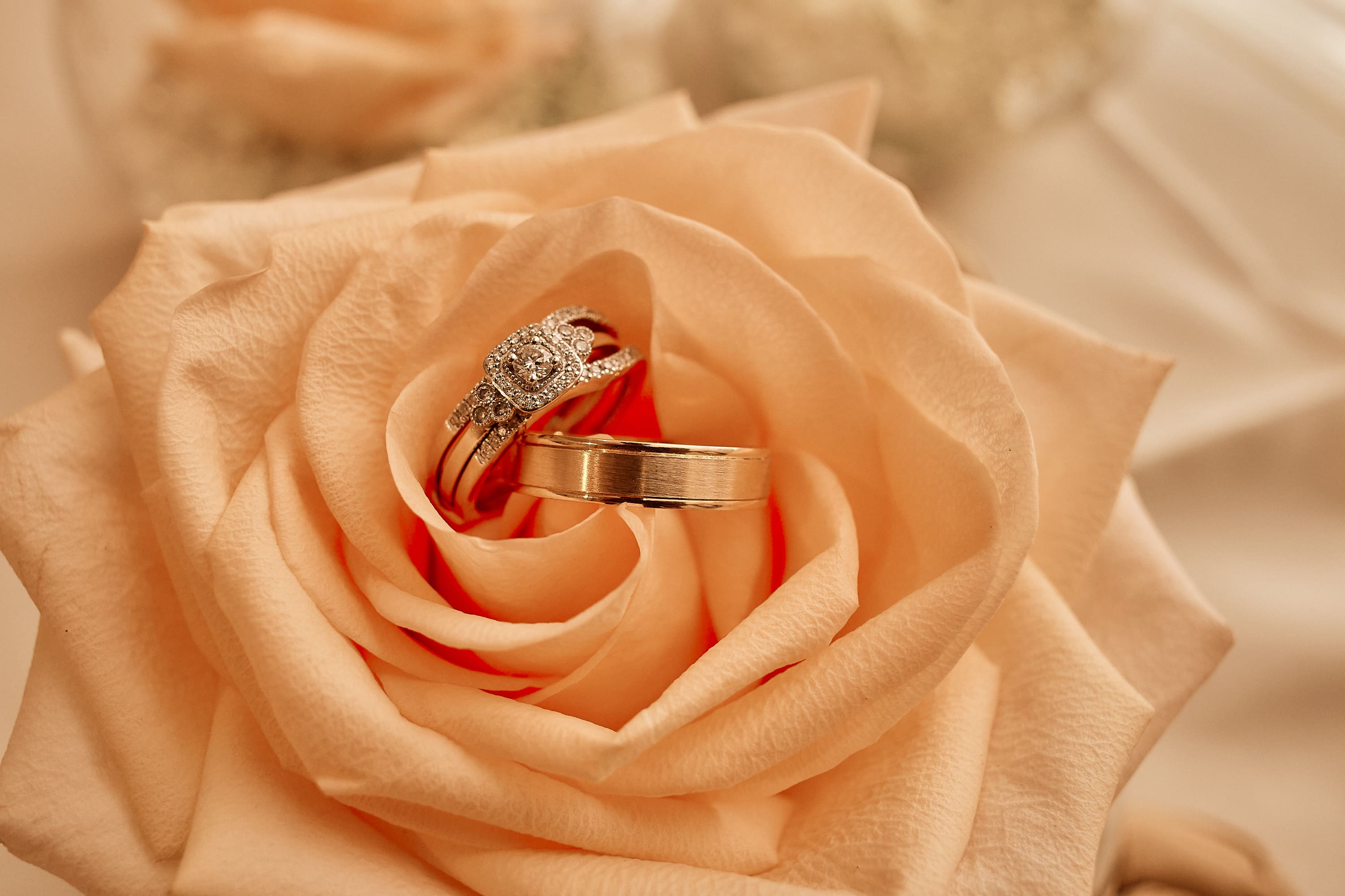 Close up macro shot of wedding rings on a soft peach rose